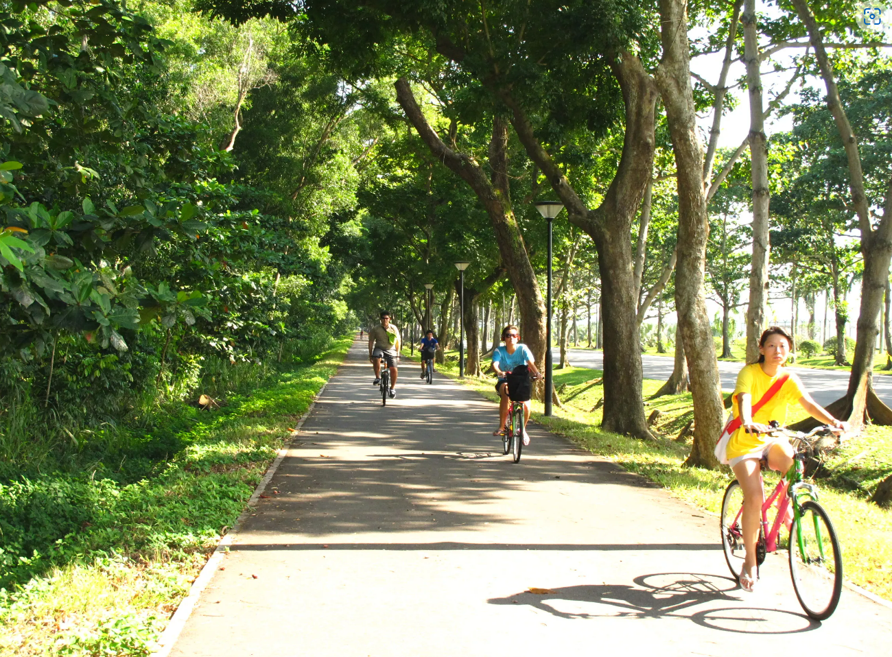 People are biking on a paved path surrounded by lush green trees and vegetation.